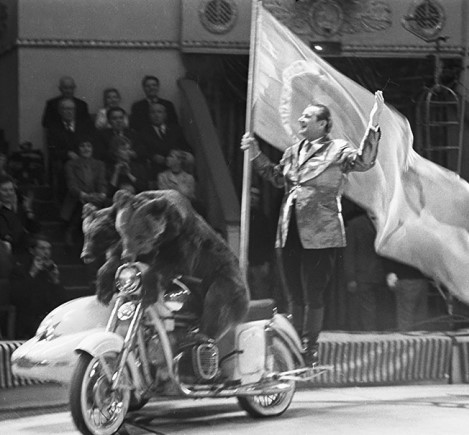 el circo de los osos