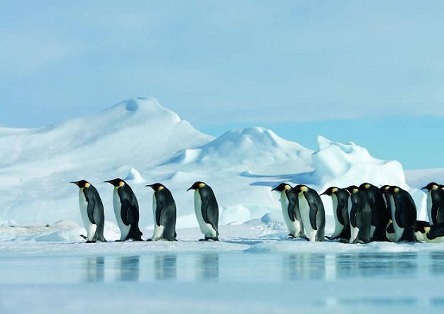 La marcha de los pingüinos 