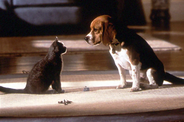 Como perros y gatos 